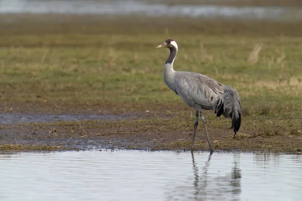 Common European Crane Grus Grus Single Bird Water Gloucestershire March — Stock Photo, Image