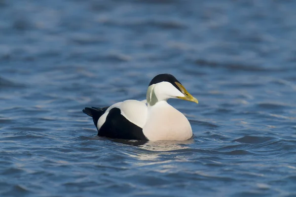 Kačer Eider Somateria Mollissima Samec Vodě Northumberland Březen 2022 — Stock fotografie