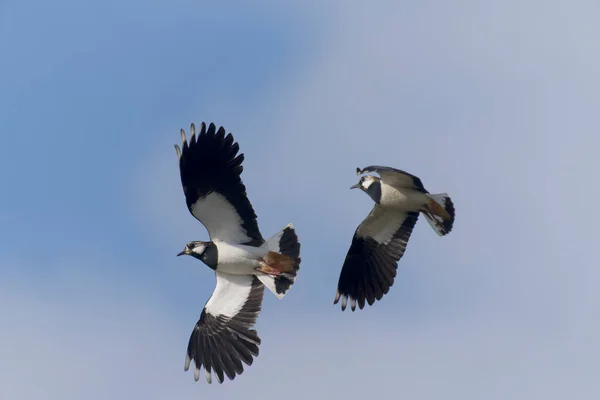 Kiebitz Vanellus Vanellus Zwei Vögel Schauflug Kent März 2022 — Stockfoto