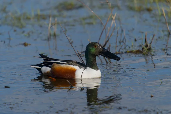 Northern Shoveler Anas Clypeata Single Male Water Kent March 2022 — Stock Photo, Image