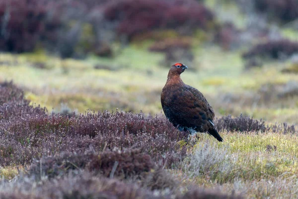 Red Grouse Lagopus Lagopus Single Male Ground Yorkshire March 2022 — Stock Photo, Image