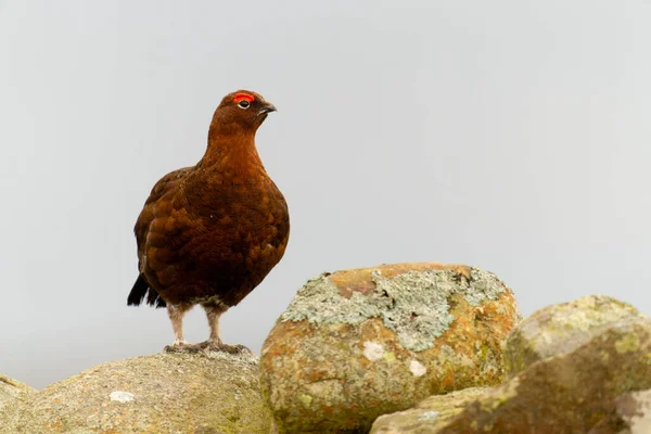 Rode Korhoen Lagopus Lagopus Mannetje Aan Muur Yorkshire Maart 2022 — Stockfoto