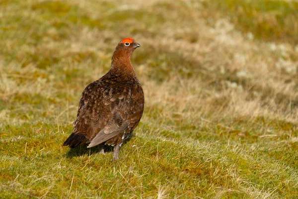 Gallo Rosso Lagopus Lagopus Maschio Single Terra Yorkshire Marzo 2022 — Foto Stock