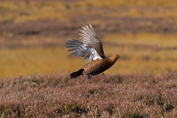 Grouse Vermelho Lagopus Lagopus Macho Solteiro Voo Yorkshire Março 2022 — Fotografia de Stock