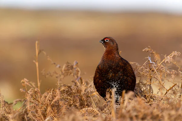 Gallo Rosso Lagopus Lagopus Maschio Single Terra Yorkshire Marzo 2022 — Foto Stock