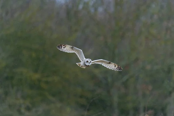 Short Eared Owl Asio Flammeus Single Bird Flight Kent March — Stock Photo, Image