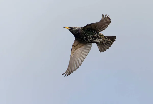 Starling Sturnus Vulgaris Uccello Single Volo Kent Marzo 2022 — Foto Stock