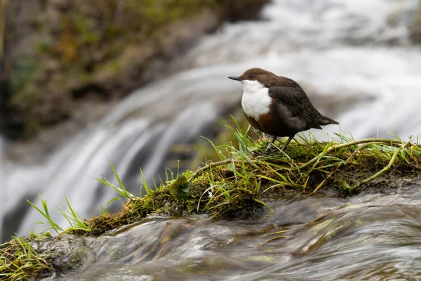 Dipper Cinclus Cinclus Single Bird Rock Water Derbyshire March 2022 — ストック写真