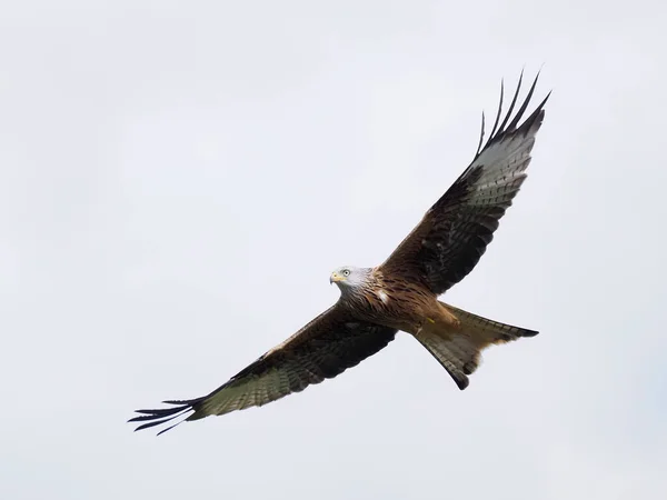 Aquilone Rosso Milvus Milvus Uccello Singolo Volo Galles Aprile 2022 — Foto Stock