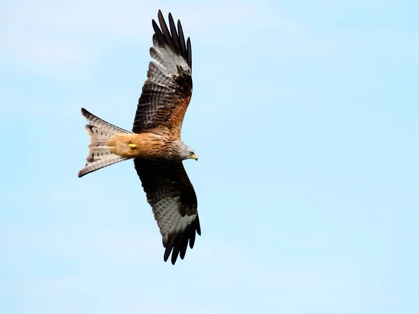 Rotmilan Milvus Milvus Einzelvogel Flug Wales April 2022 — Stockfoto