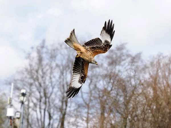 Red Kite Milvus Milvus Single Bird Flight Wales April 2022 — стоковое фото