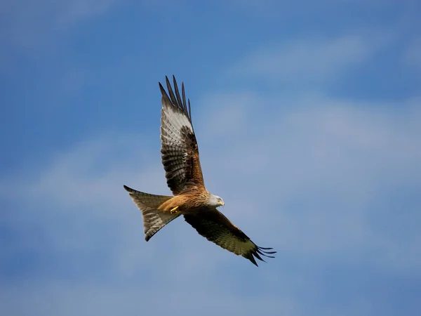 Rotmilan Milvus Milvus Einzelvogel Flug Wales April 2022 — Stockfoto