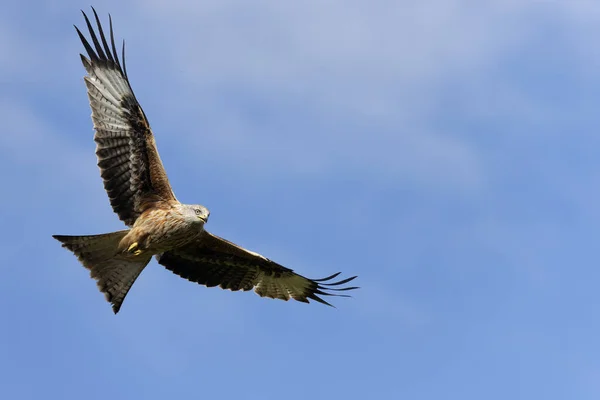 Aquilone Rosso Milvus Milvus Uccello Singolo Volo Galles Aprile 2022 — Foto Stock