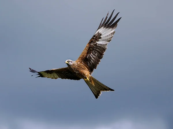 Röd Drake Milvus Milvus Enstaka Fågel Flygning Wales April 2022 — Stockfoto
