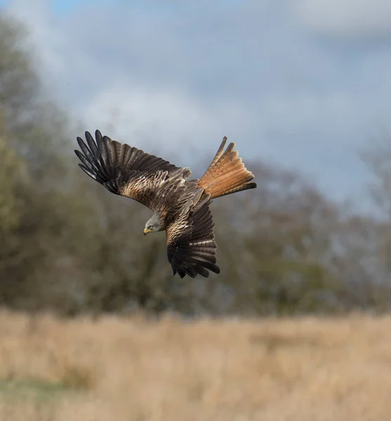 Red Kite Milvus Milvus Single Bird Flight Wales April 2022 — ストック写真