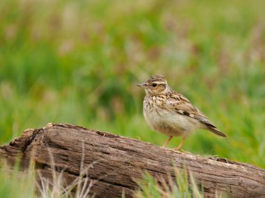 Woodlark, Lullula arborea, çimlerin üzerinde tek bir kuş, Surrey, Nisan 2022