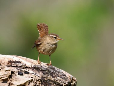 Wren, Troglodit trogloditleri, logdaki tek kuş, Warwickshire, Nisan 2022