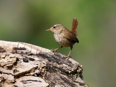Wren, Troglodit trogloditleri, logdaki tek kuş, Warwickshire, Nisan 2022