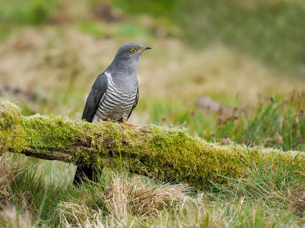 Common Cuckoo Cuculus Canorus Single Male Bird Perch Surrey April — 스톡 사진