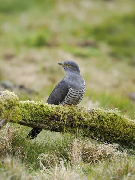 Common Cuckoo Cuculus Canorus Single Male Bird Perch Surrey April — Stock Photo, Image