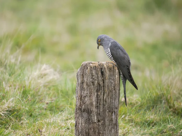 Vanlig Gök Cuculus Canorus Enstaka Hanfågel Abborre Surrey April 2022 — Stockfoto