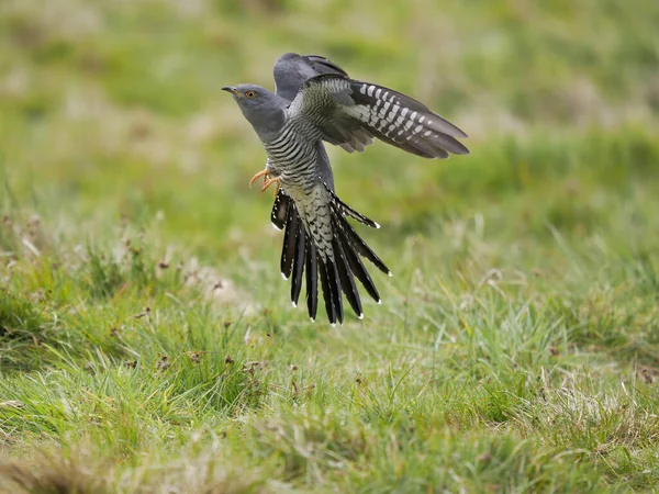 Kuckuck Cuculus Canorus Einzelner Männlicher Vogel Flug Surrey April 2022 — Stockfoto