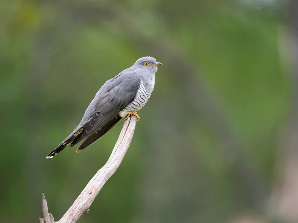Genel Guguk Kuşu Cuculus Kanorusu Tünekte Tek Erkek Kuş Surrey — Stok fotoğraf
