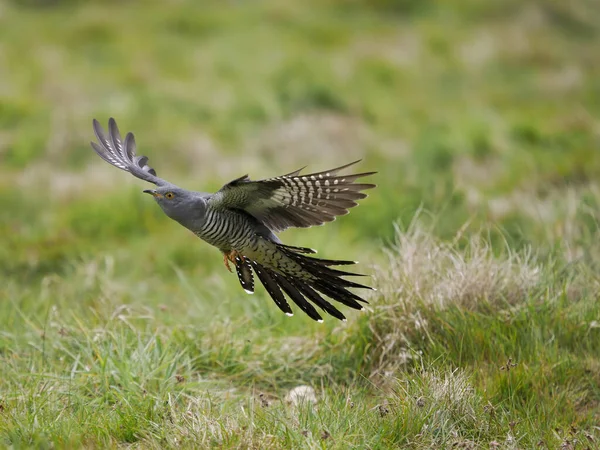 Vanlig Gök Cuculus Canorus Enstaka Hanfågel Flygning Surrey April 2022 — Stockfoto