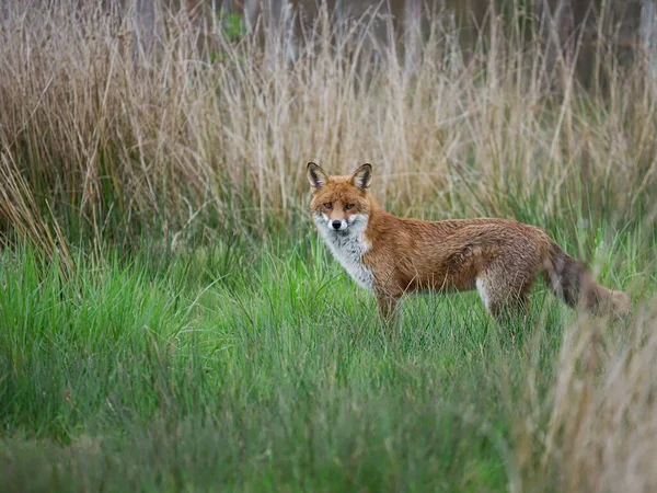 Red Fox Vulpes Vulpes Single Mammal Grass Warwickshire April 2022 — стоковое фото