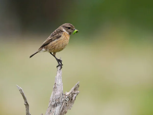 Stonechat Saxicola Rubicola Egyedülálló Ülőrúdon Surrey Április 202 — Stock Fotó