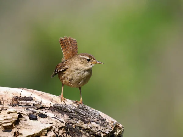 Wren, Troglodit trogloditleri, logdaki tek kuş, Warwickshire, Nisan 2022