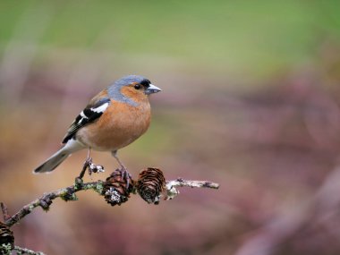 Chaffinch, Fringilla Coelebs, İskoçya şubesindeki bekar erkek, Mayıs 2022