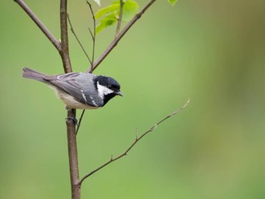 Coal tit, Periparus ater, single bird on branch, Scotland, May 2022