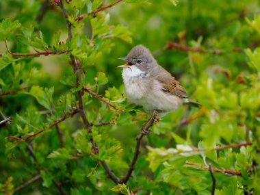 Beyaz Boğaz, Curruca komüni, tek başına Northumberland, Mayıs 2022 'de şarkı söyleyen erkek.