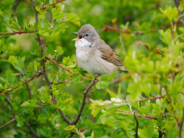 Beyaz Boğaz, Curruca komüni, tek başına Northumberland, Mayıs 2022 'de şarkı söyleyen erkek.