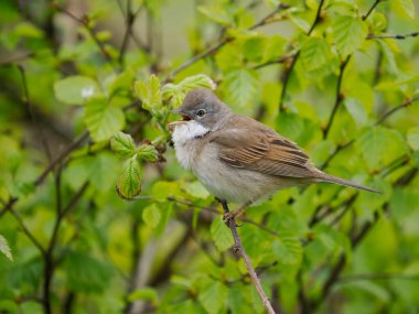 Beyaz Boğaz, Curruca komüni, tek başına Northumberland, Mayıs 2022 'de şarkı söyleyen erkek.