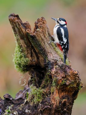 Great-spotted woodpecker, Dendrocopos major, single male on stump, Scotland, May 2022