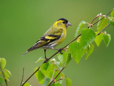 Siskin, Carduelis spinus, tek kuş, İskoçya, Mayıs 2022