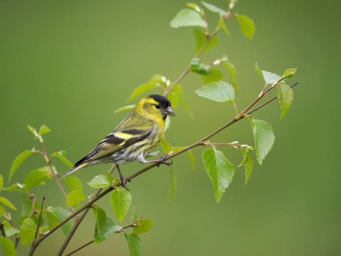 Siskin, Carduelis spinus, tek kuş, İskoçya, Mayıs 2022