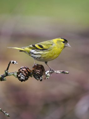 Siskin, Carduelis spinus, tek kuş, İskoçya, Mayıs 2022