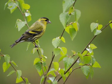Siskin, Carduelis spinus, tek kuş, İskoçya, Mayıs 2022