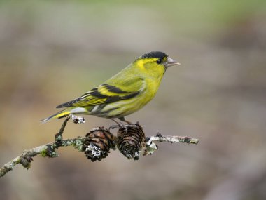 Siskin, Carduelis spinus, tek kuş, İskoçya, Mayıs 2022