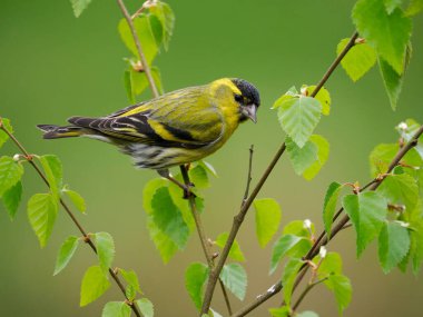 Siskin, Carduelis spinus, tek kuş, İskoçya, Mayıs 2022
