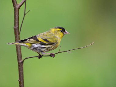 Siskin, Carduelis spinus, tek kuş, İskoçya, Mayıs 2022