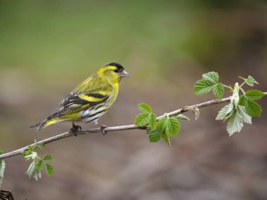 Siskin, Carduelis spinus, tek kuş, İskoçya, Mayıs 2022