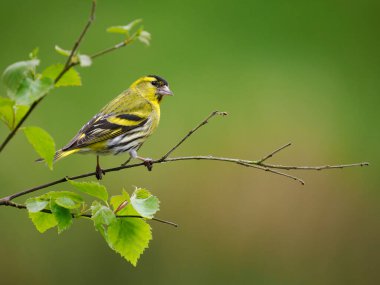 Siskin, Carduelis spinus, tek kuş, İskoçya, Mayıs 2022