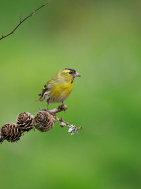 Siskin, Carduelis spinus, tek kuş, İskoçya, Mayıs 2022