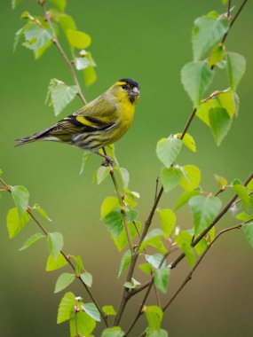 Siskin, Carduelis spinus, tek kuş, İskoçya, Mayıs 2022