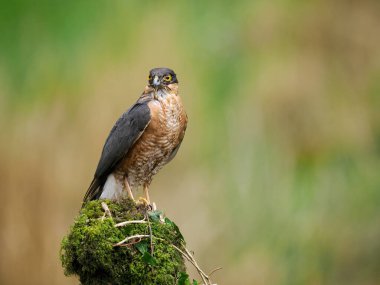 Atmaca, Accipiter nisus, İskoçya, Mayıs 2022