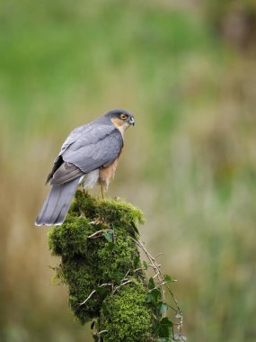 Sparrowhawk, Accipiter nisus, single male on branch, Scotland, May 2022